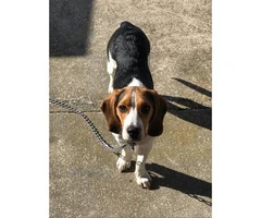 8 months old male Beagle puppy with AKC Certified $700 - 3