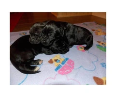 3 Black Males CKC registered Great Dane puppies
