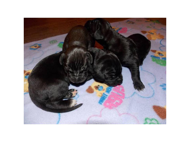 3 Black Males CKC registered Great Dane puppies in Memphis ...