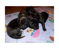 3 Black Males CKC registered Great Dane puppies - 2