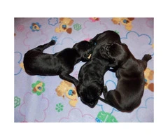 3 Black Males CKC registered Great Dane puppies - 3