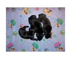 3 Black Males CKC registered Great Dane puppies - 4