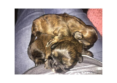 Black Brindle male Shih Tzu left