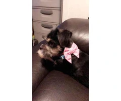Shorkie Female Puppy for Sale - 2