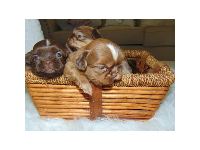 5 male's Imperial shih tzu's liver nose green eyes in ...
