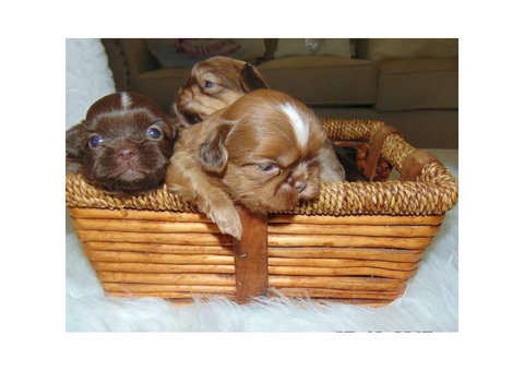 5 male's Imperial shih tzu's liver nose green eyes