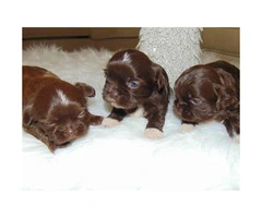 5 male's Imperial shih tzu's liver nose green eyes - 3