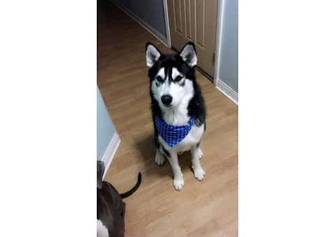 Siberian / malamute husky  just turn 8 weeks