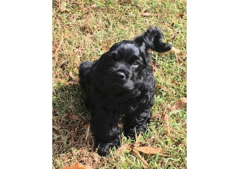 Cocker spaniel puppy 10 weeks old