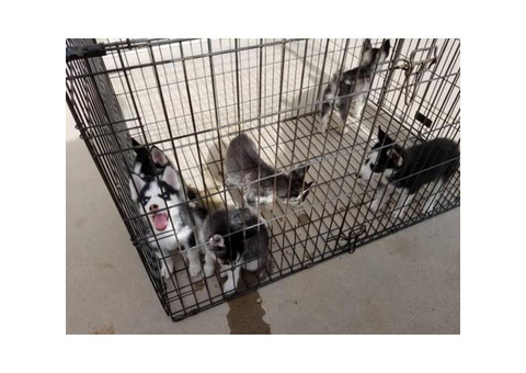 9 weeks old Husky puppies for adoption