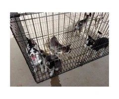 9 weeks old Husky puppies for adoption