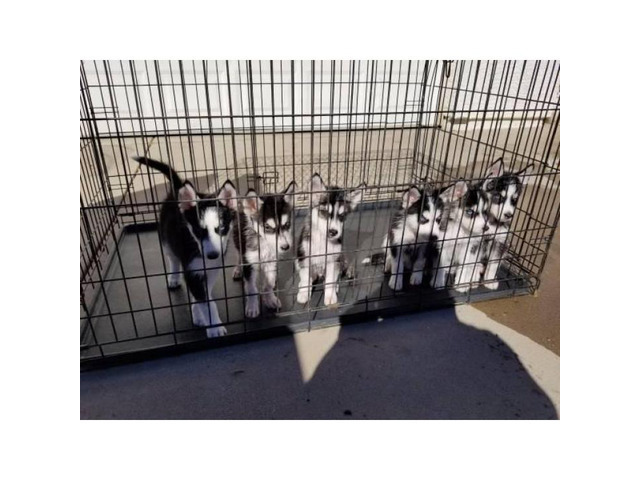 9 weeks old Husky puppies for adoption in Phoenix, Arizona ...