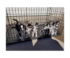 9 weeks old Husky puppies for adoption - 2