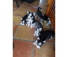 9 weeks old Husky puppies for adoption - 3