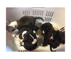 7 beautiful Full blooded Bully Pups