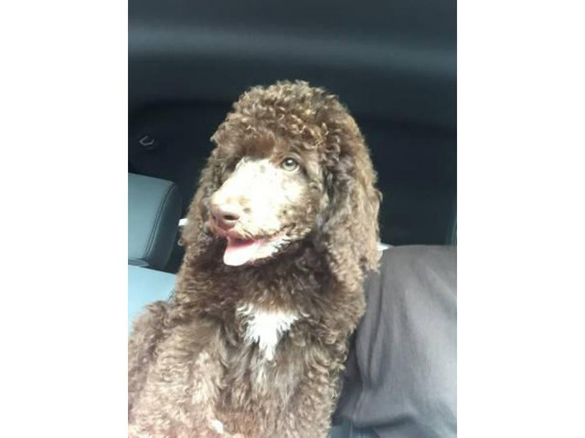 6 F1 Goldendoodle puppies for sale, 3 males and 3 females ...