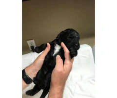 6 F1 Goldendoodle puppies for sale, 3 males and 3 females - 5
