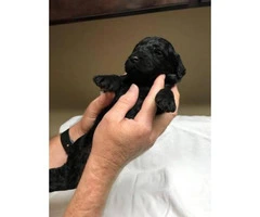 6 F1 Goldendoodle puppies for sale, 3 males and 3 females - 6