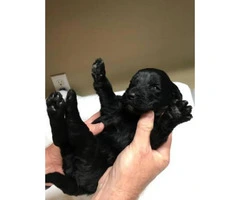 6 F1 Goldendoodle puppies for sale, 3 males and 3 females - 7