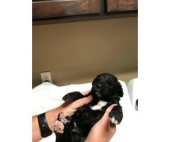 6 F1 Goldendoodle puppies for sale, 3 males and 3 females - 8