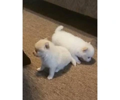Minature Pomeranian puppies Purebred - 3