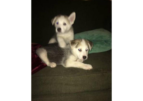 3 boy husky puppies available