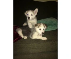 3 boy husky puppies available