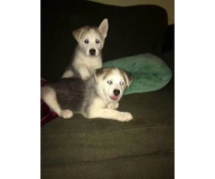 3 boy husky puppies available - 2