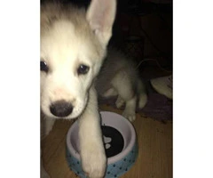 3 boy husky puppies available - 3