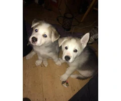 3 boy husky puppies available - 4
