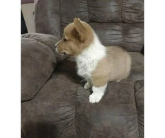 Extremely cute corgi puppies available