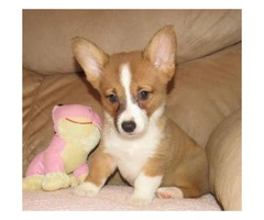 Extremely cute corgi puppies available - 2