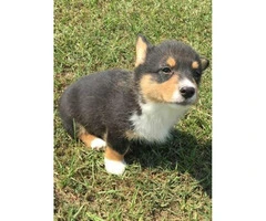 Extremely cute corgi puppies available - 3