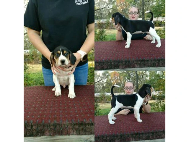 7 weeks old Treeing Walker CoonHound puppies available - 1/4