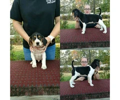 7 weeks old Treeing Walker CoonHound puppies available