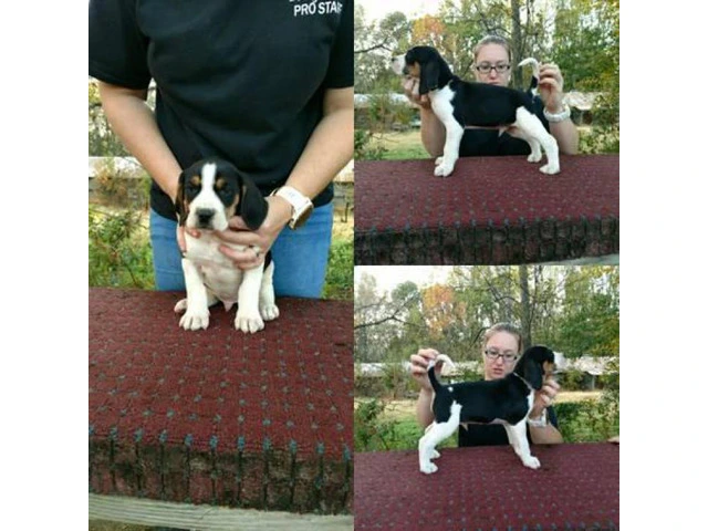 7 weeks old Treeing Walker CoonHound puppies available - 2/4