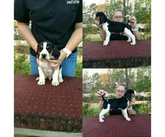 7 weeks old Treeing Walker CoonHound puppies available - 2