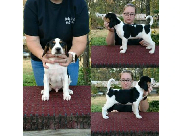 7 weeks old Treeing Walker CoonHound puppies available - 4/4