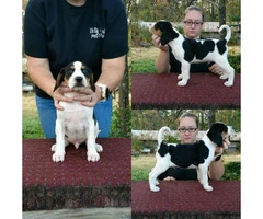 7 weeks old Treeing Walker CoonHound puppies available - 4