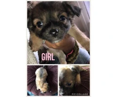 5 Chihuahua puppies planning to be rehomed 4 girls 1 boy