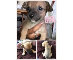 5 Chihuahua puppies planning to be rehomed 4 girls 1 boy - 2