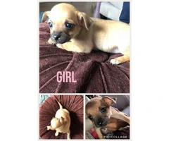 5 Chihuahua puppies planning to be rehomed 4 girls 1 boy - 3