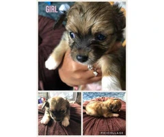 5 Chihuahua puppies planning to be rehomed 4 girls 1 boy - 4