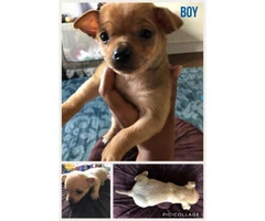 5 Chihuahua puppies planning to be rehomed 4 girls 1 boy - 5