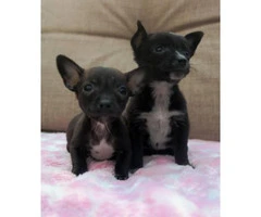 2 tiny teacup Chihuahuas puppies