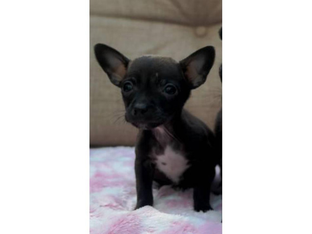 2 tiny teacup Chihuahuas puppies in Seattle, Washington