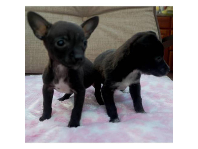 2 tiny teacup Chihuahuas puppies in Seattle, Washington ...