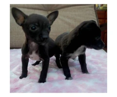 2 tiny teacup Chihuahuas puppies - 3