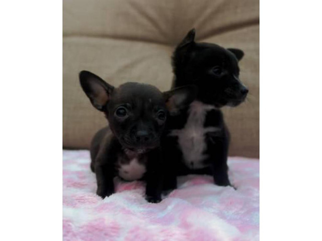 2 tiny teacup Chihuahuas puppies in Seattle, Washington