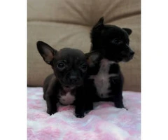2 tiny teacup Chihuahuas puppies - 4